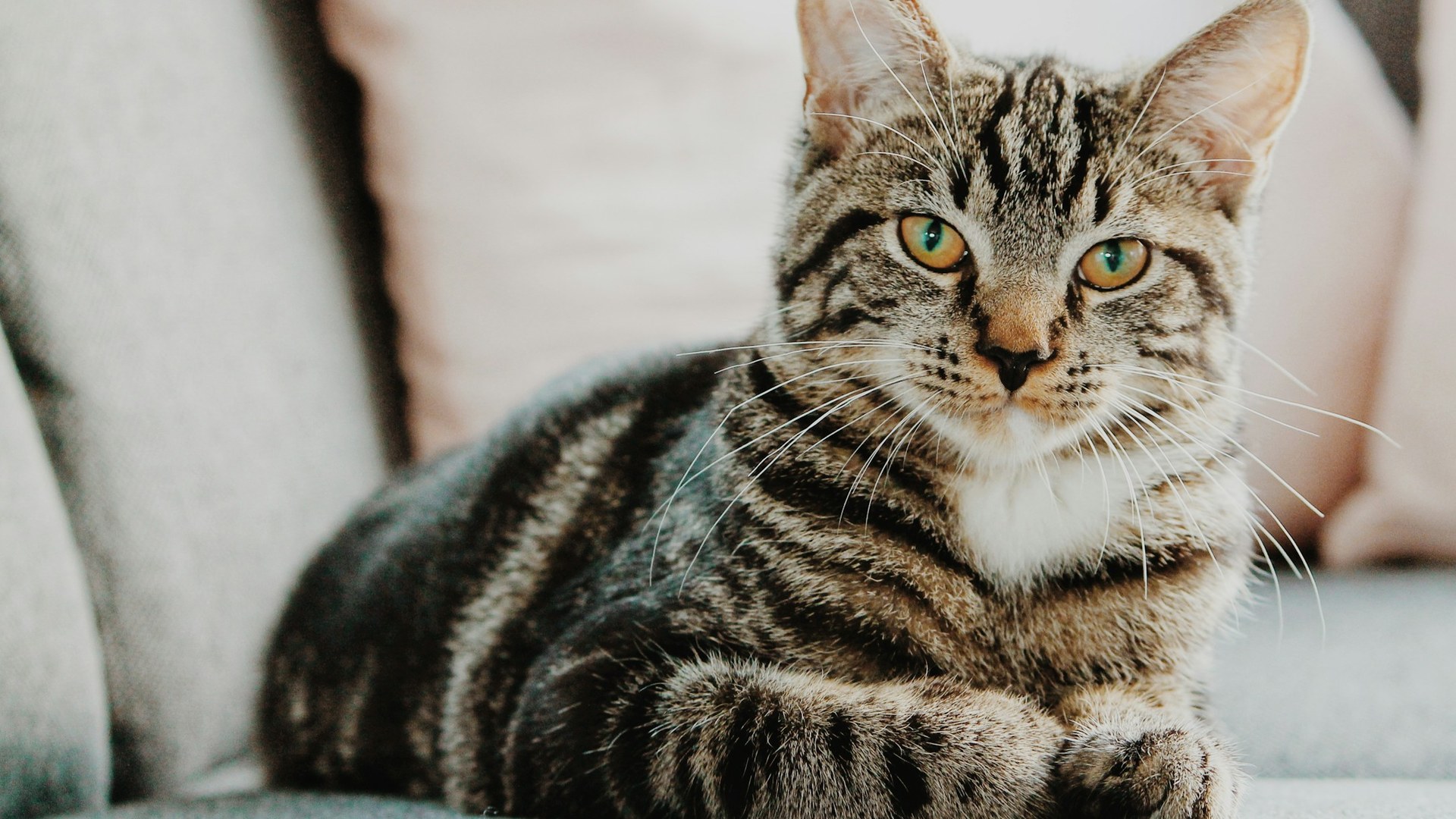一只神情平静的虎斑猫