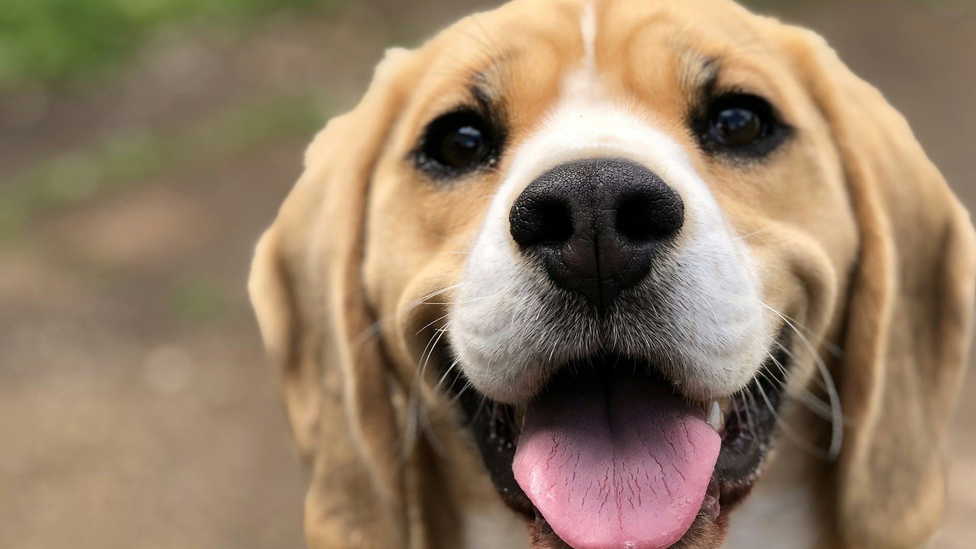 一只面带笑意的比格犬