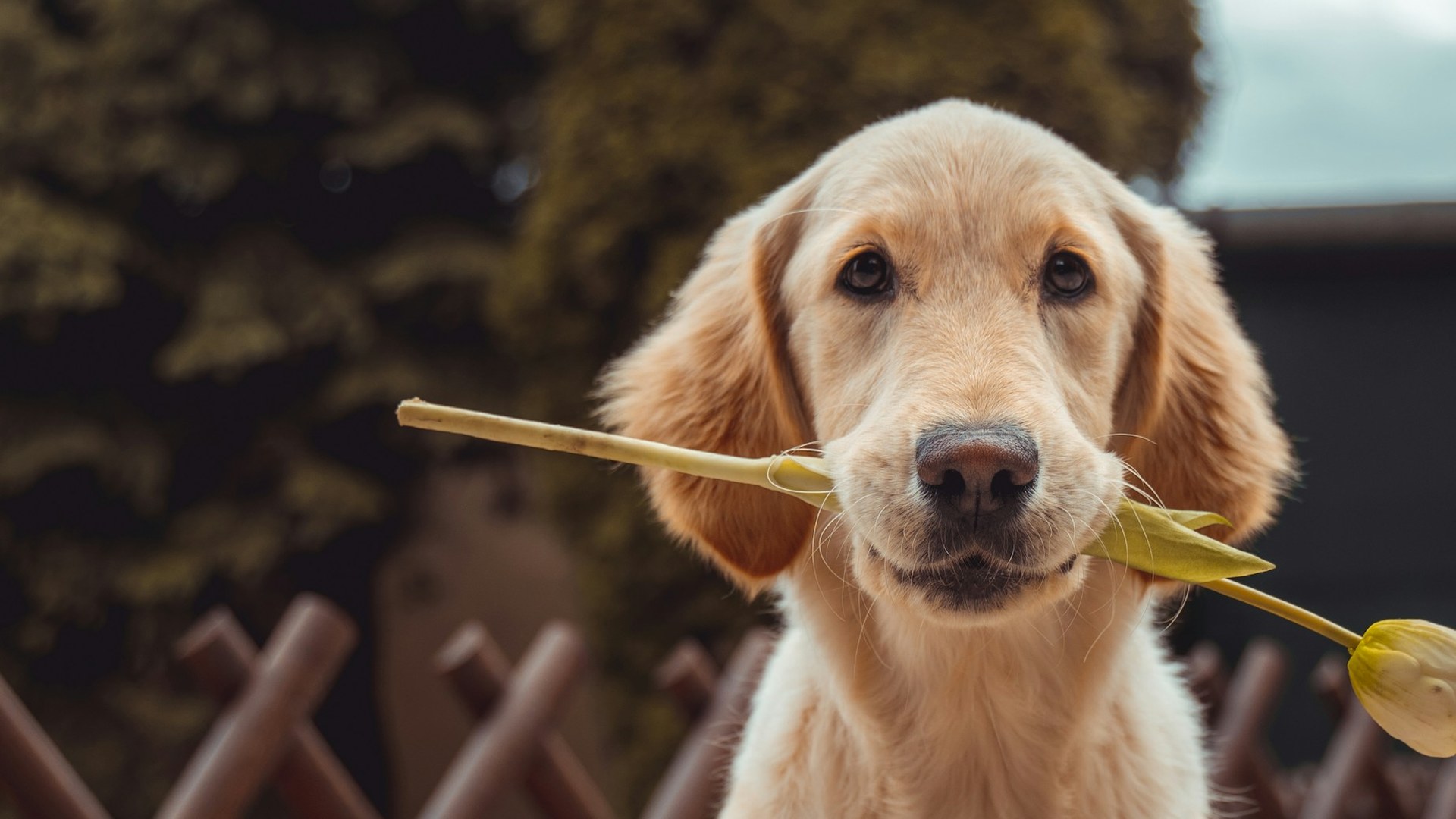 一只衔着花朵的金毛犬